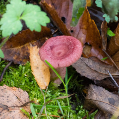 Lactarius spinosulus