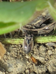 Geocoris bullatus