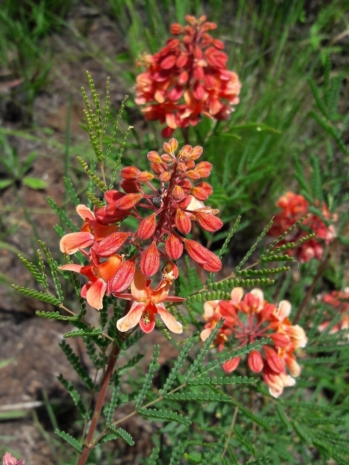 Pomaria rubicunda