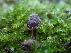 Entoloma dysthales