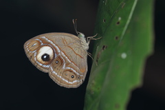 Mycalesis junonia