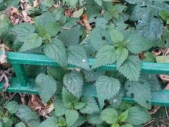 Urtica dioica