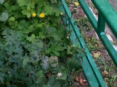 Sonchus oleraceus