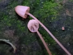 Mycena pterigena