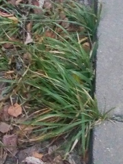 Poaceae