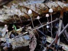 Mycena pterigena