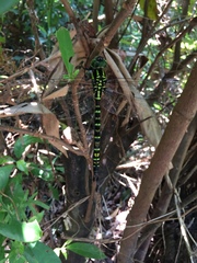 Polycanthagyna erythromelas