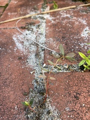 Euphorbia hyssopifolia image