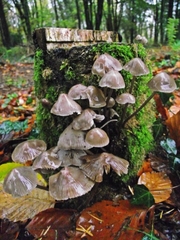 Mycena polygramma