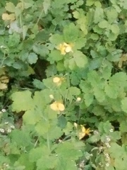 Chelidonium majus