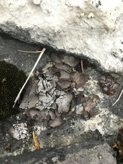 Dermatocarpon muhlenbergii