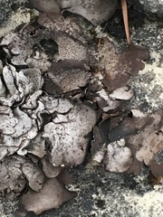 Dermatocarpon muhlenbergii