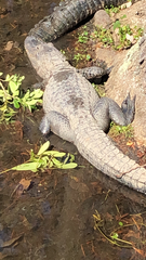 Alligator mississippiensis