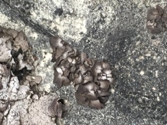 Dermatocarpon muhlenbergii