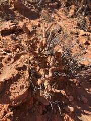 Reticulitermes tibialis