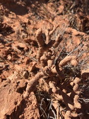 Reticulitermes tibialis