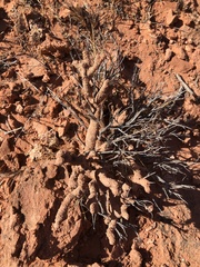 Reticulitermes tibialis