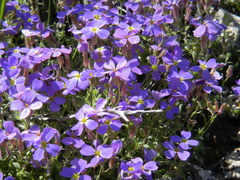 Aubrieta deltoidea