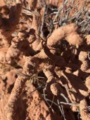 Reticulitermes tibialis