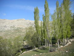 Populus afghanica