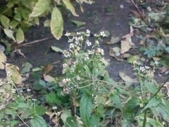 Galinsoga parviflora