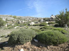 Astragalus angustifolius