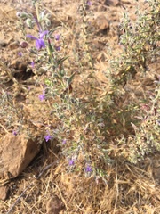 Trichostema lanceolatum