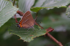 Satyrium w-album