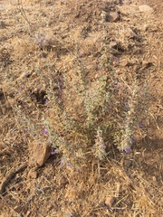 Trichostema lanceolatum