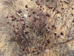 Eriogonum fasciculatum