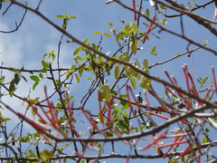 Tapinanthus