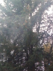 Picea abies