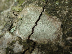 Buellia griseovirens