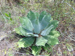 Agave nuusaviorum