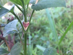 Eublemma cochylioides