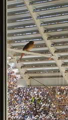 Cardinalis cardinalis