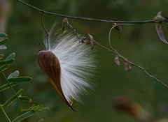 Funastrum cynanchoides
