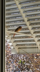 Cardinalis cardinalis