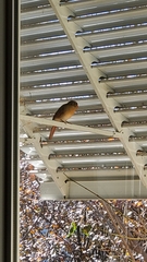 Cardinalis cardinalis