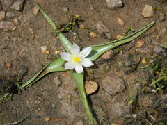 Ornithogalum lanceolatum