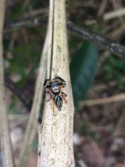 Thiania bhamoensis