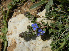 Veronica cuneifolia