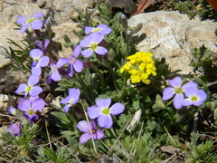 Aubrieta deltoidea