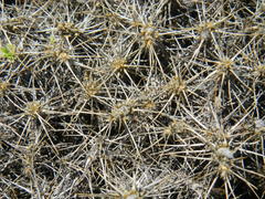 Astragalus angustifolius