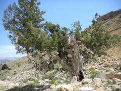 Juniperus foetidissima