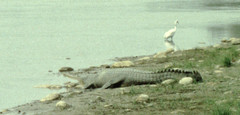 Gavialis gangeticus