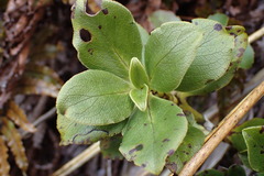 Coprosma serrulata