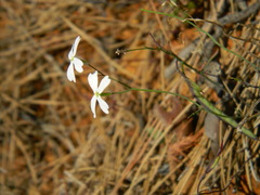 Ricotia carnosula