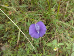 Centrosema brasilianum
