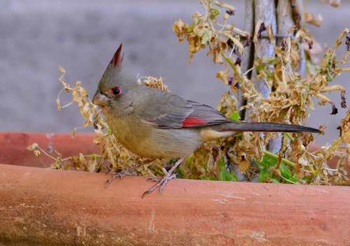 Pyrrhuloxia